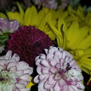 Meet your Posher, Dawn